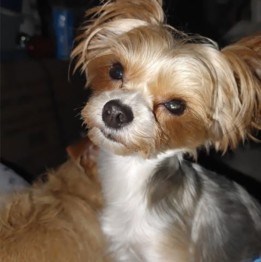 Meet your Posher, Janet